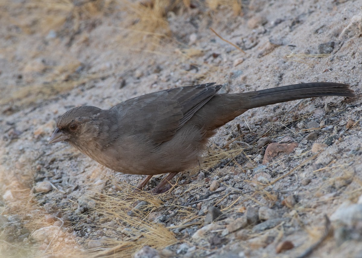 Abert's Towhee - ML623810882