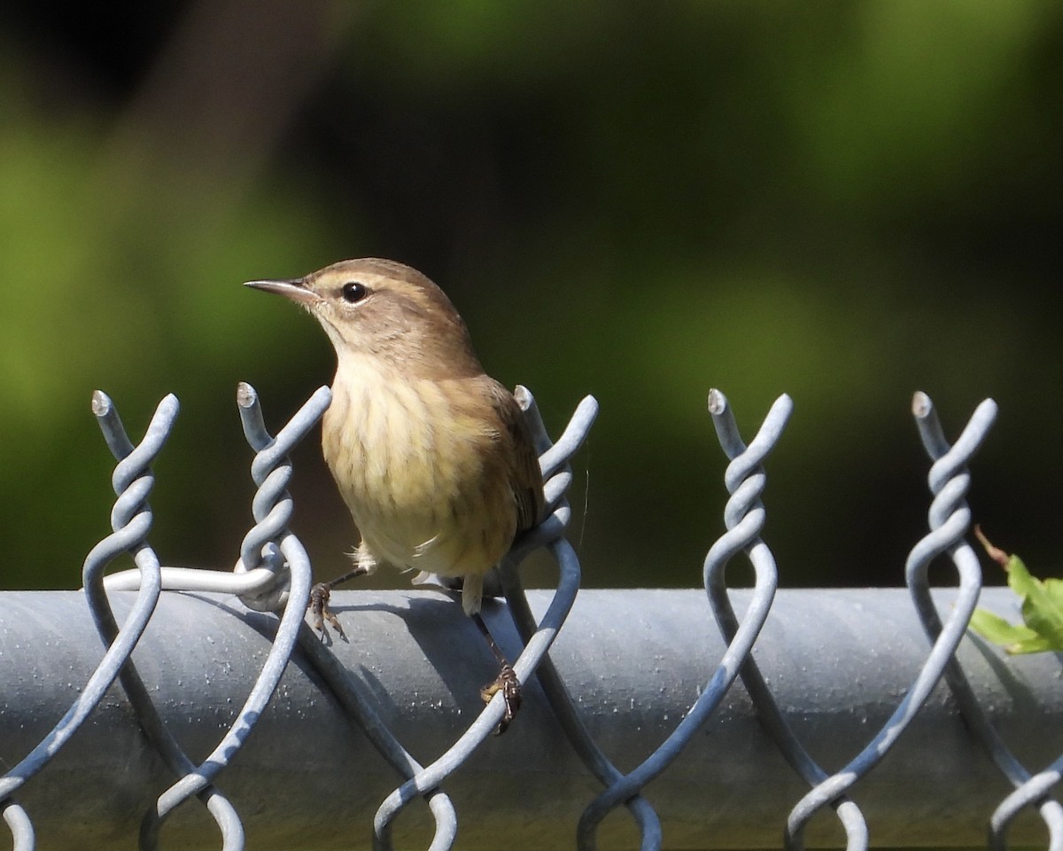 Palm Warbler - ML623810890
