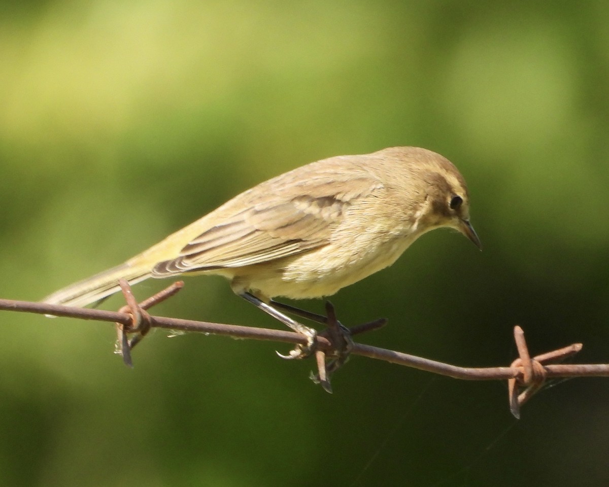 Palm Warbler - ML623810891