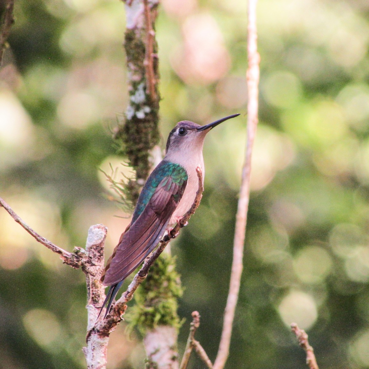 Wedge-tailed Sabrewing - ML623810899