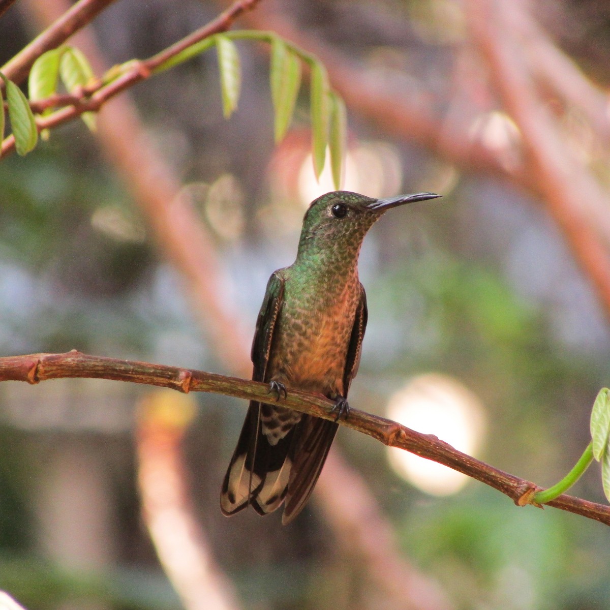 Colibrí de Cuvier - ML623810909