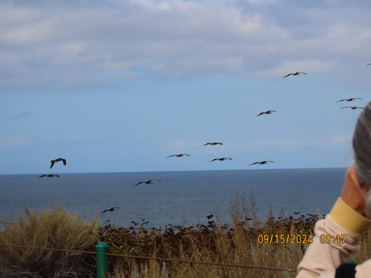 Brown Pelican - ML623811003