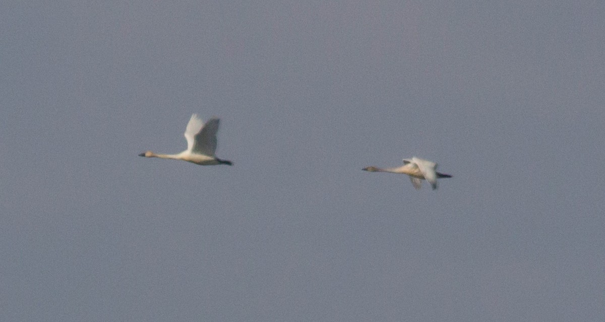 Tundra Swan - Soham Mehta