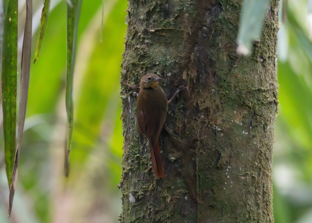 Wedge-billed Woodcreeper (spirurus Group) - ML623811024