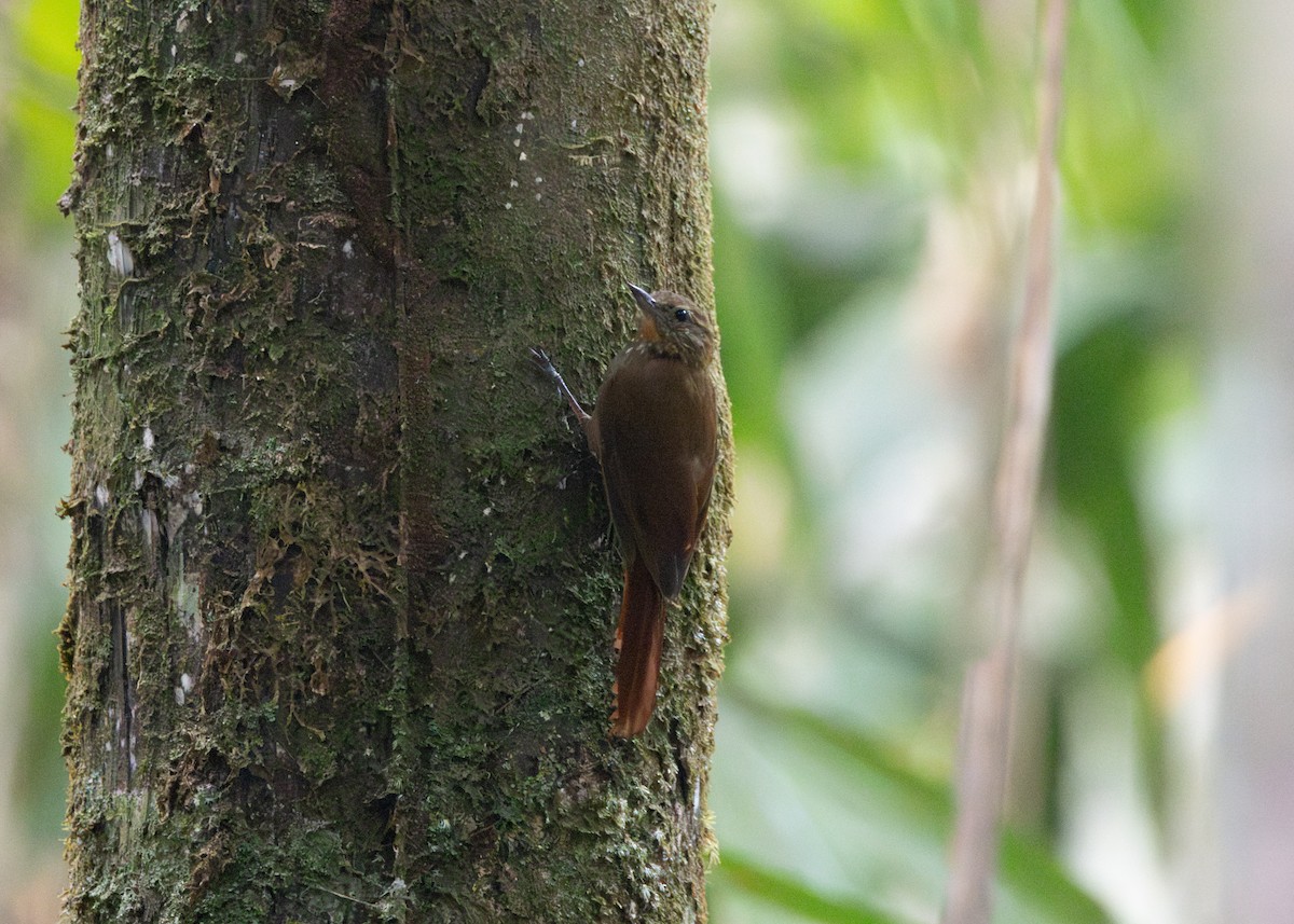 Wedge-billed Woodcreeper (spirurus Group) - ML623811027