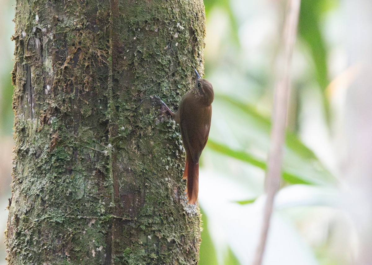 Wedge-billed Woodcreeper (spirurus Group) - ML623811029