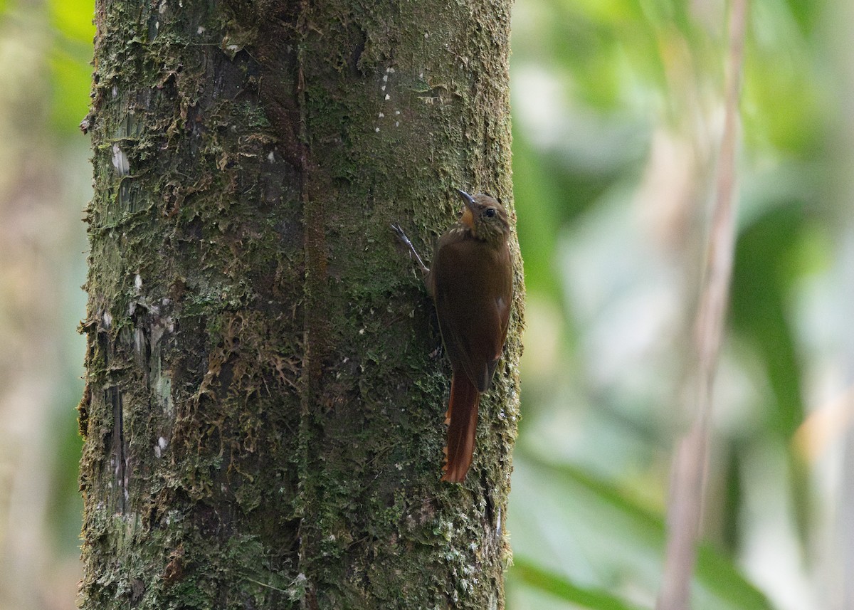 Wedge-billed Woodcreeper (spirurus Group) - ML623811031