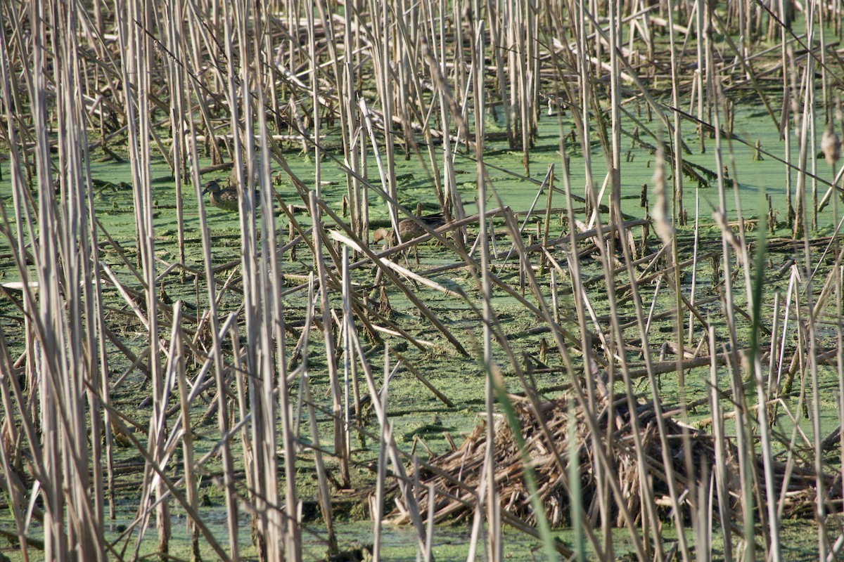 Cinnamon Teal - Jerry Horak