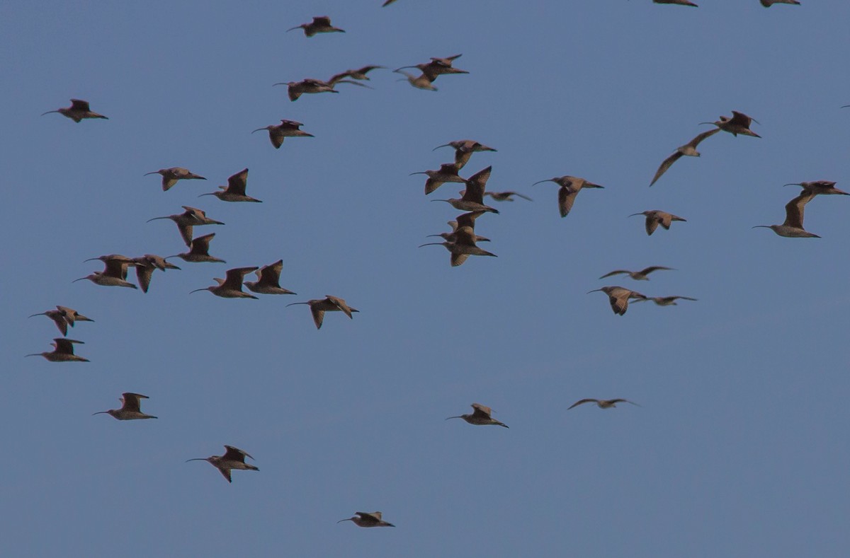 Long-billed Curlew - ML623811067