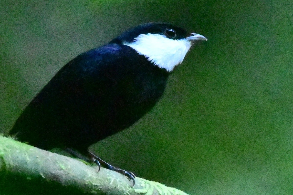 White-ruffed Manakin - ML623811078