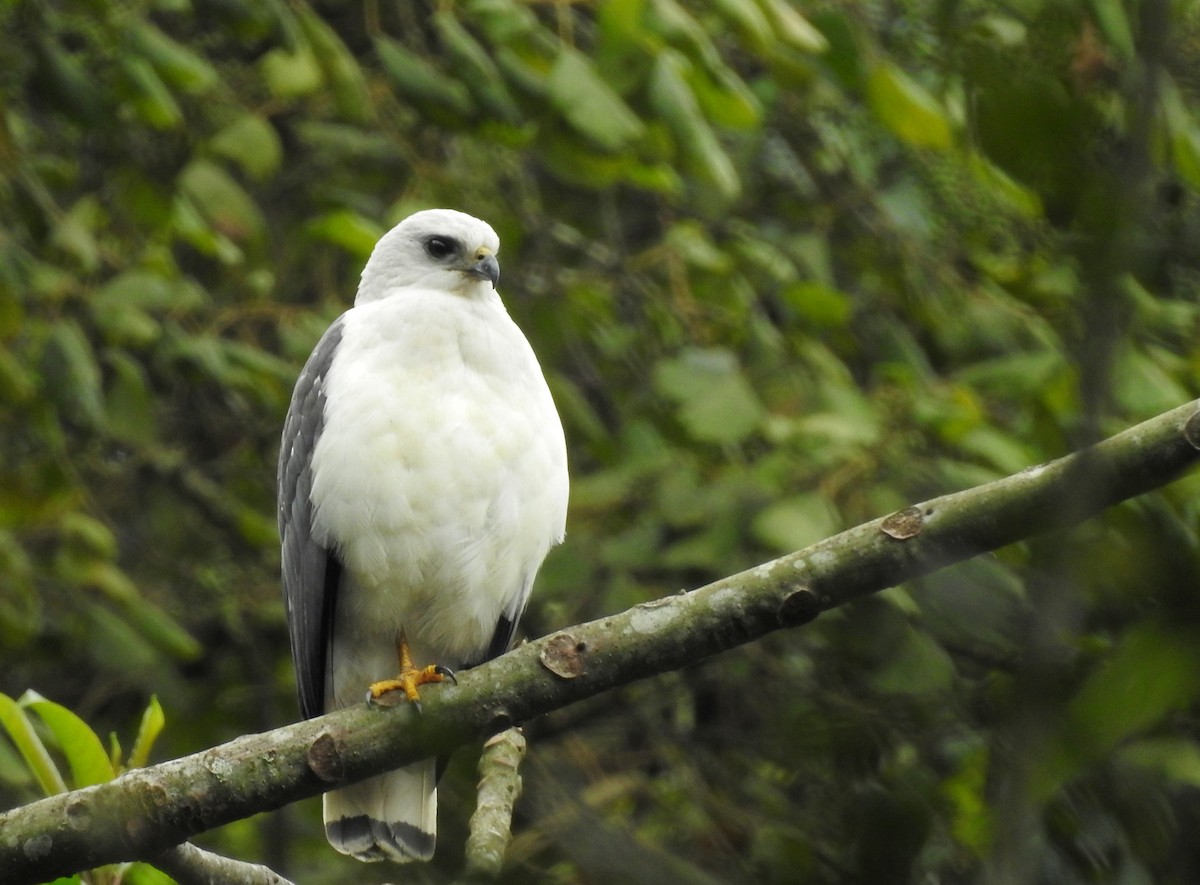 White-necked Hawk - ML623811080