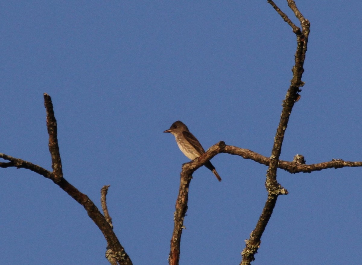 Olive-sided Flycatcher - ML623811093