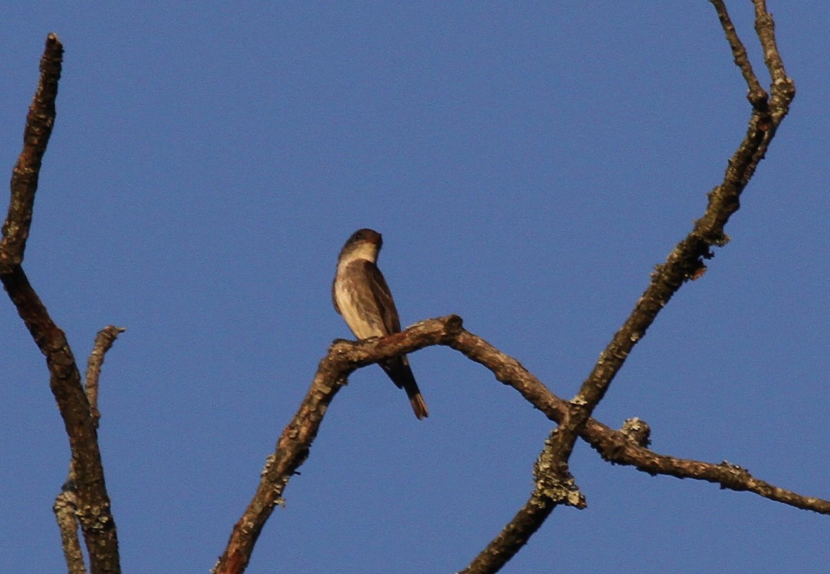 Olive-sided Flycatcher - ML623811095