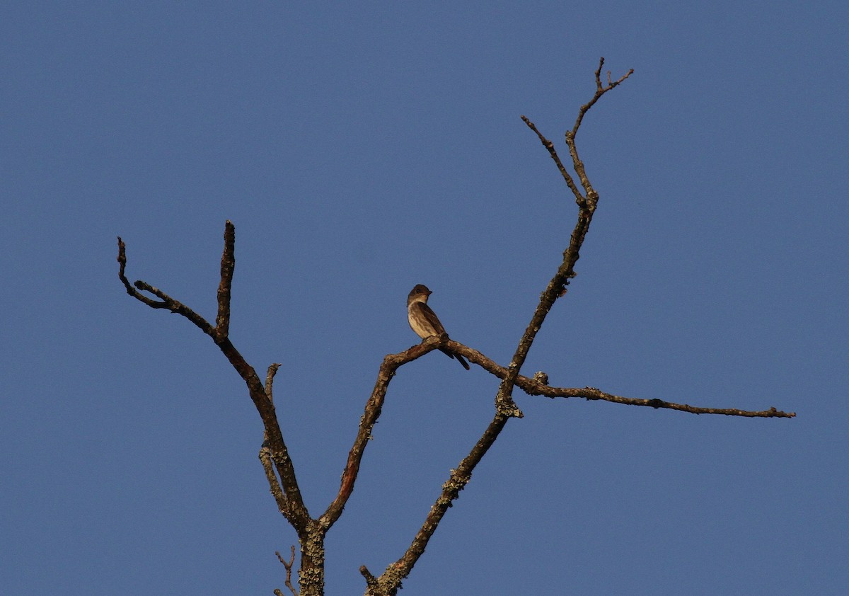 Olive-sided Flycatcher - ML623811096