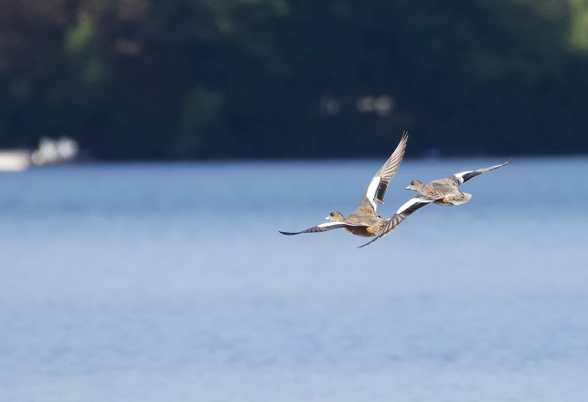 American Wigeon - ML623811116