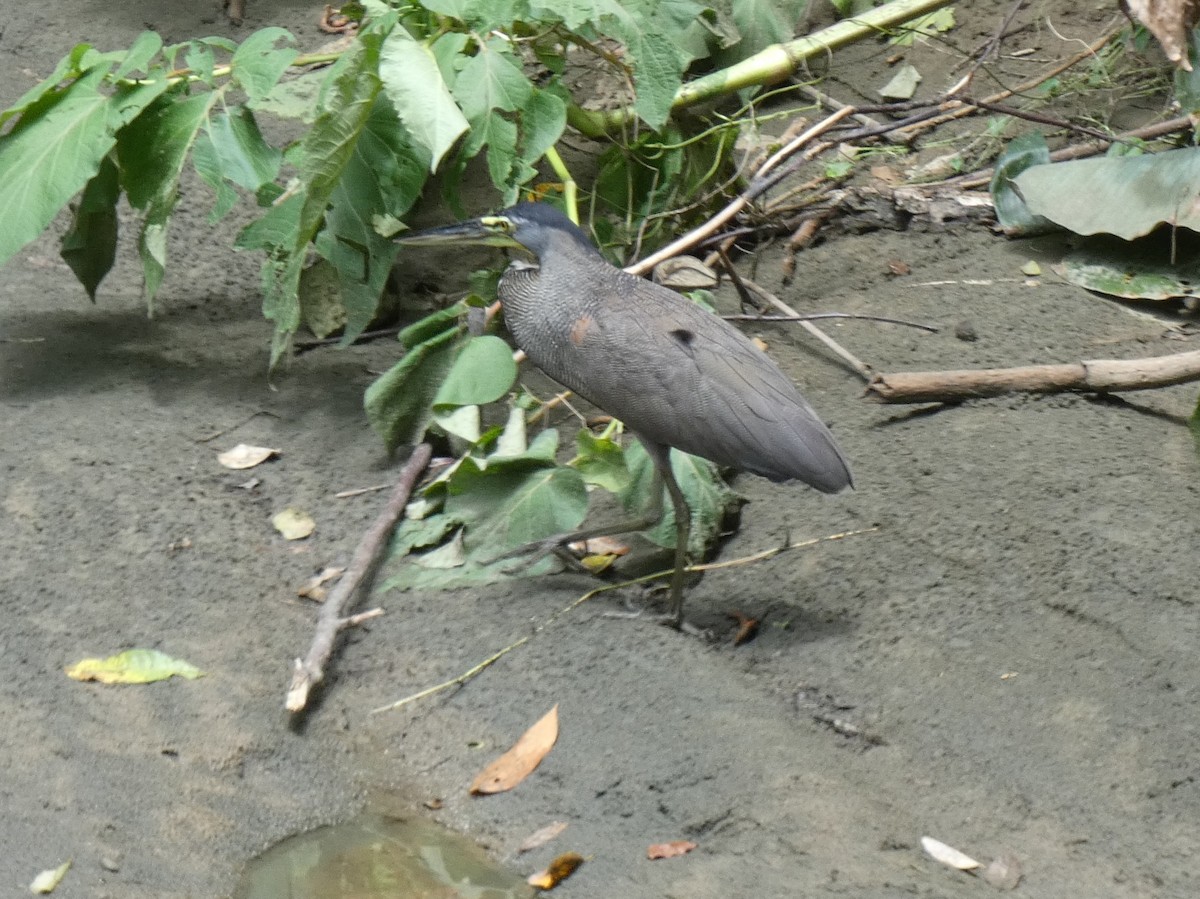 Bare-throated Tiger-Heron - Tony King