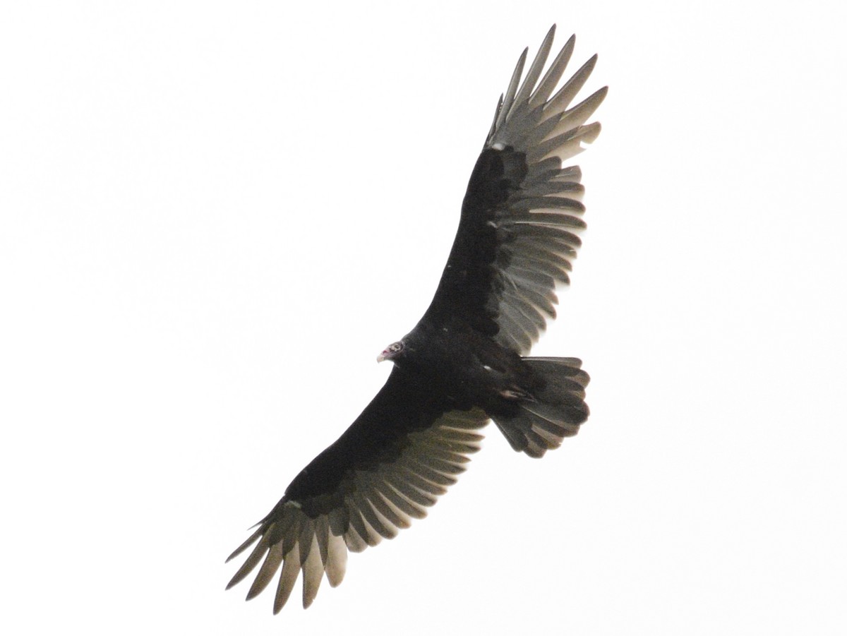 Turkey Vulture - ML623811127