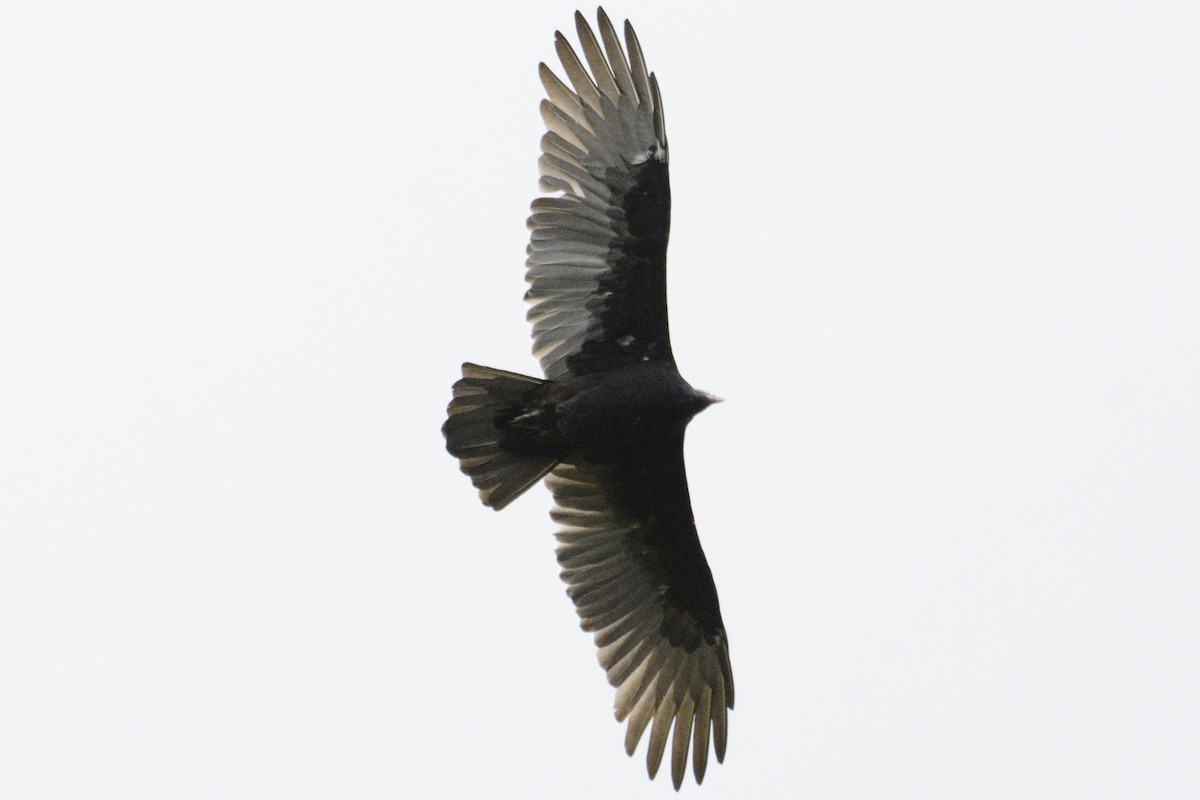 Turkey Vulture - ML623811128