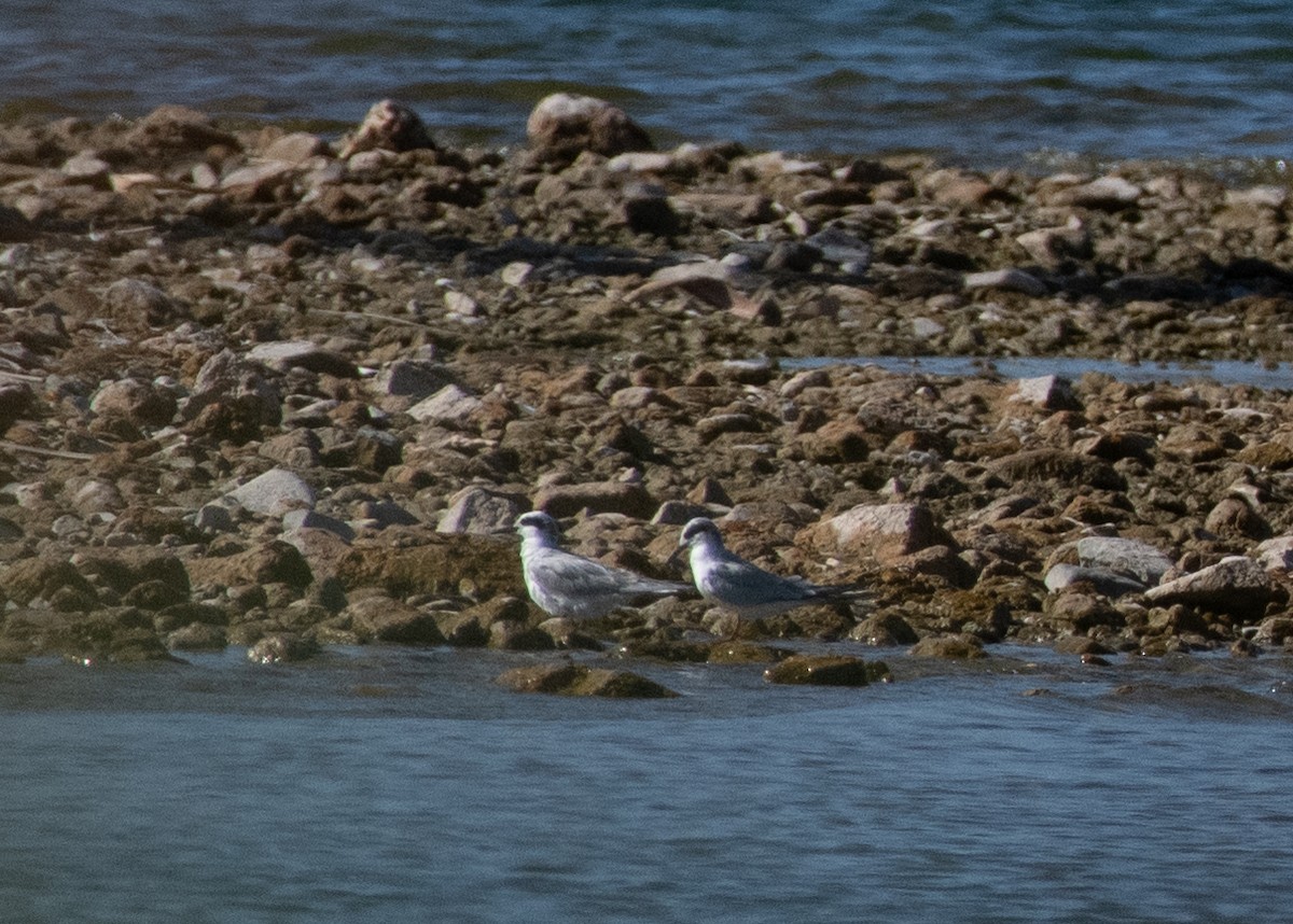 Forster's Tern - ML623811149