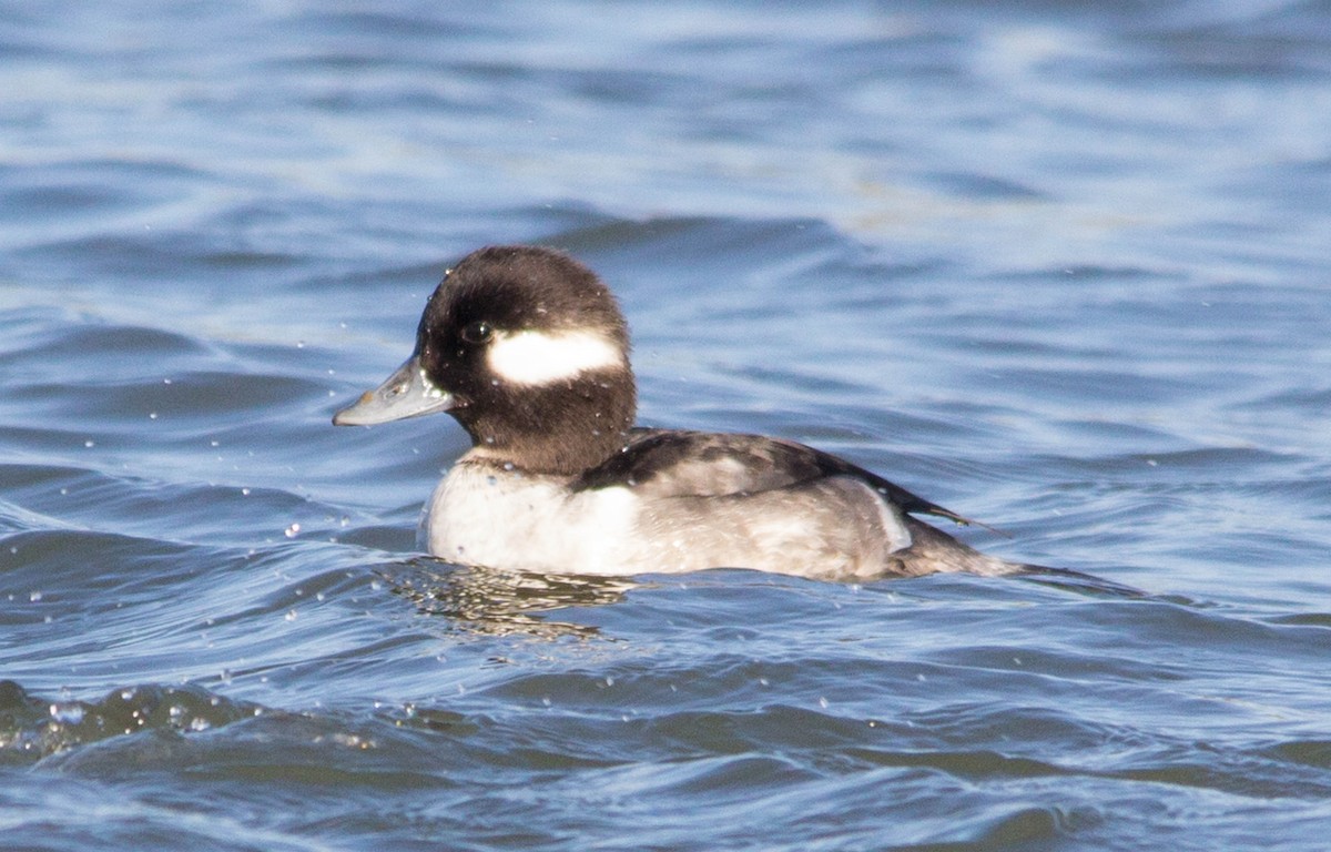 Bufflehead - ML623811155