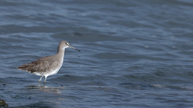 Willet (Western) - ML623811165