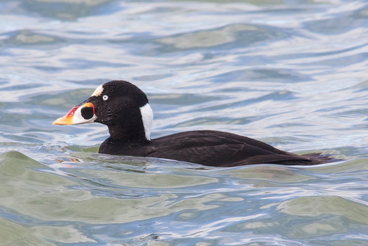 Surf Scoter - ML623811259