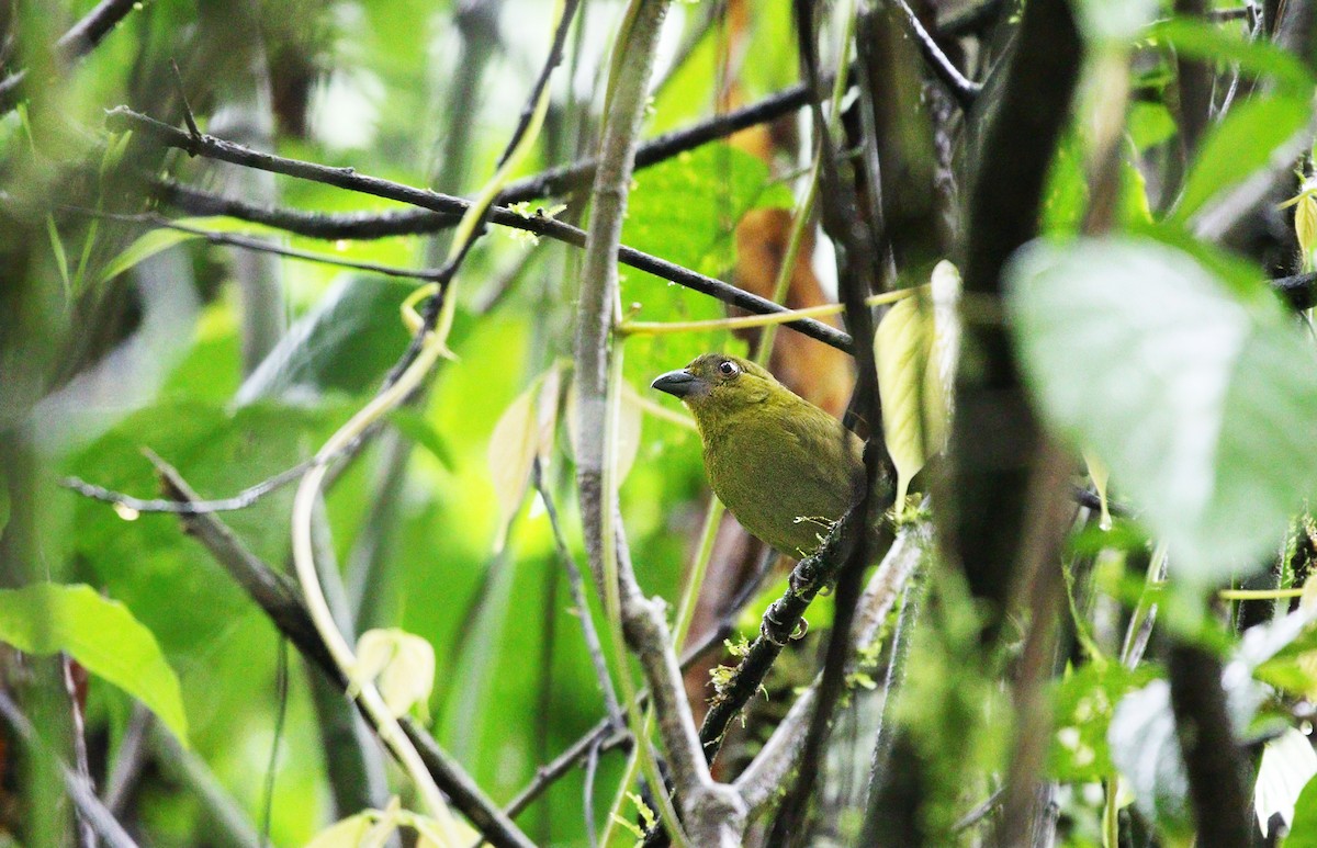 Yellow-lored Tanager - ML623811281