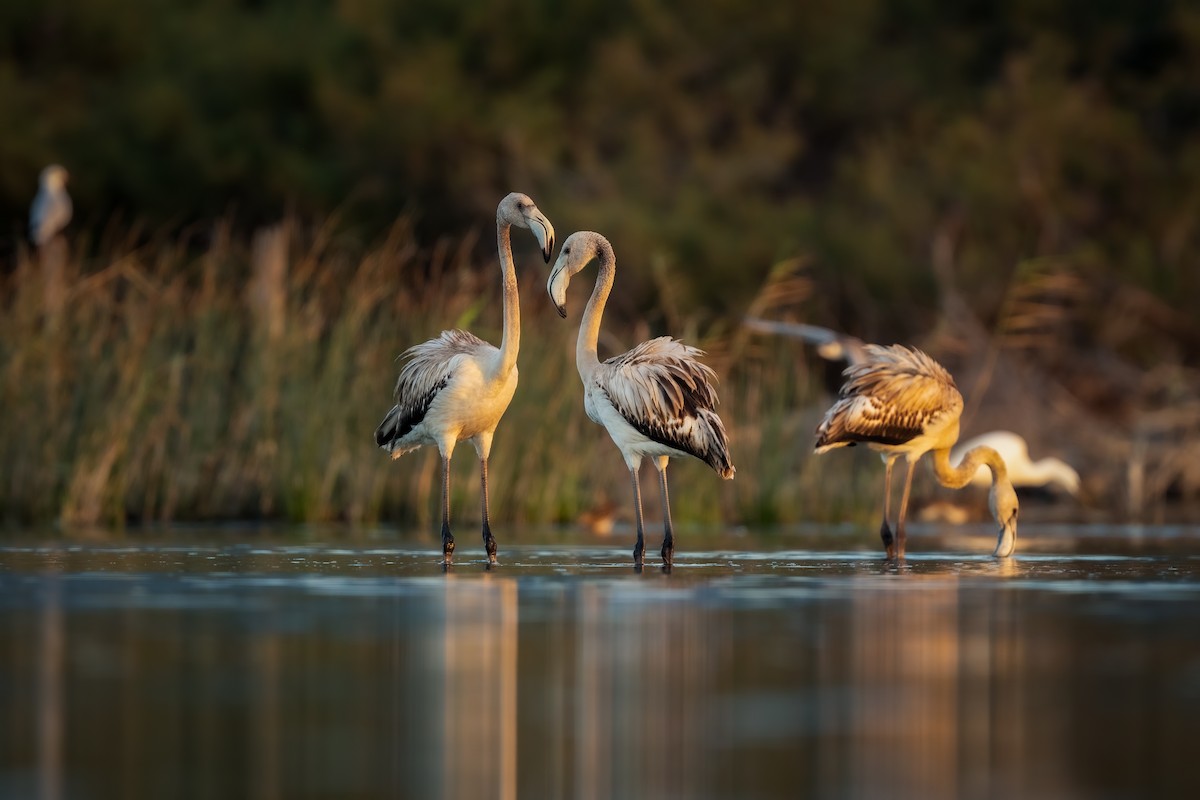 Greater Flamingo - ML623811284