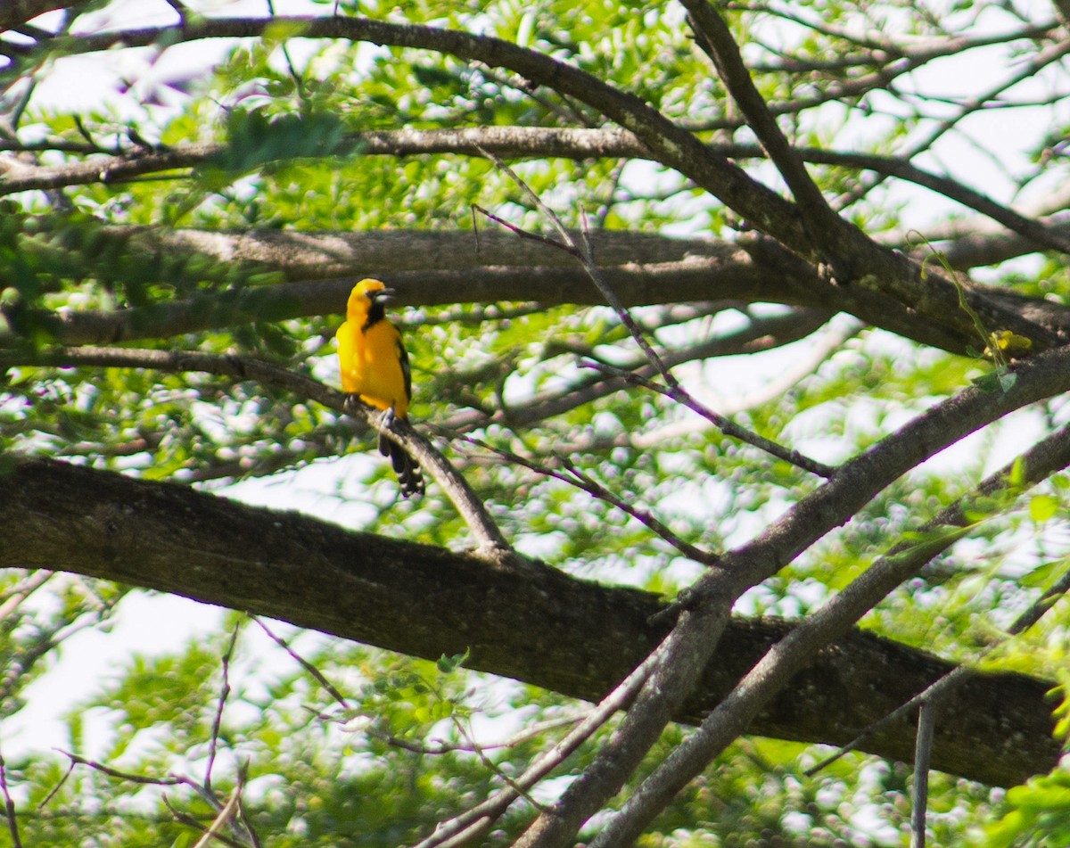 Streak-backed Oriole - ML623811334