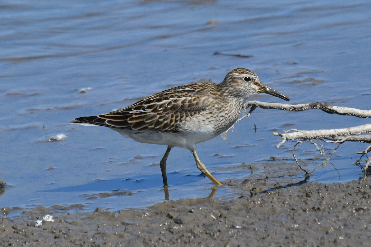 Pectoral Sandpiper - ML623811336