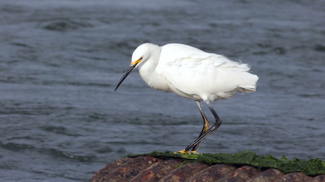 Snowy Egret - ML623811338