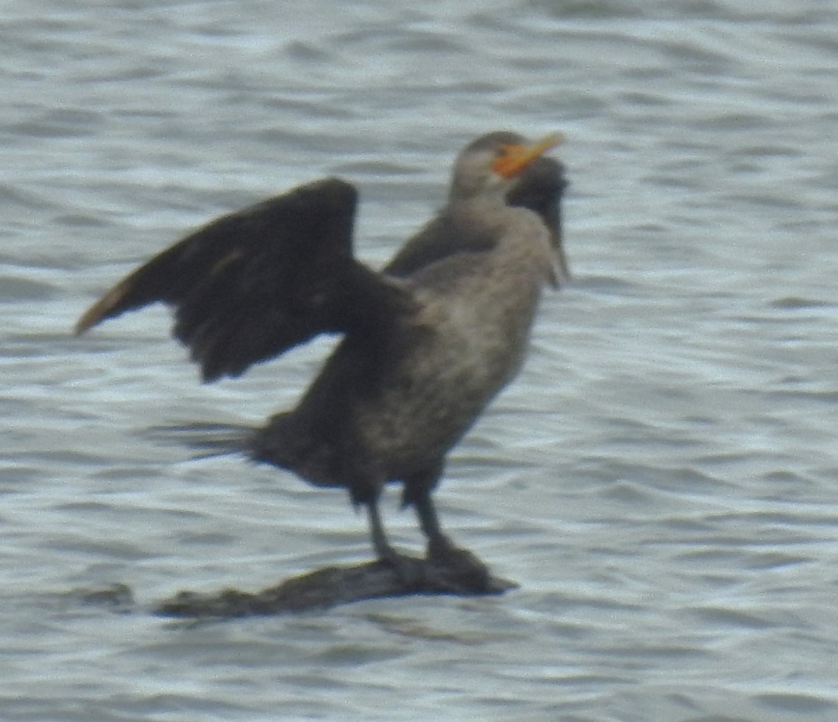 Double-crested Cormorant - ML623811395