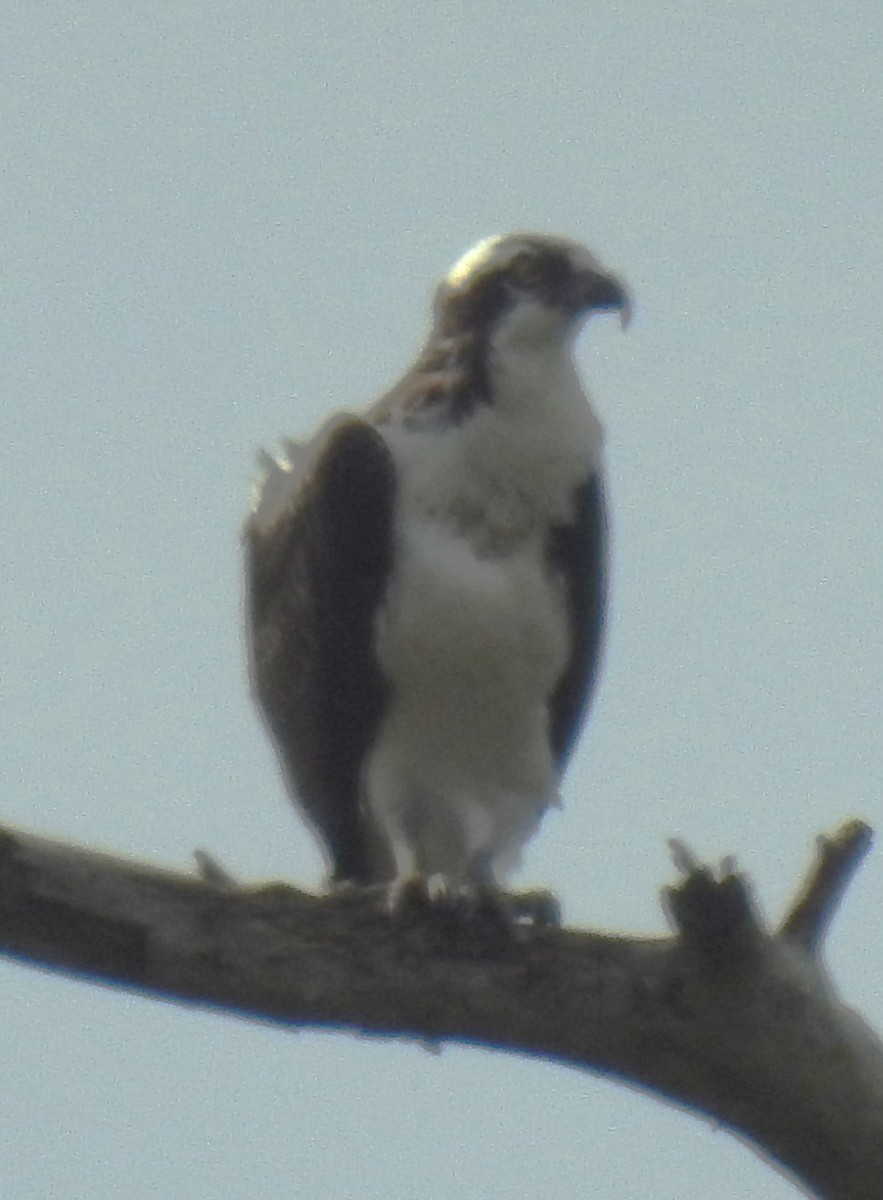 Osprey - Harry Colestock