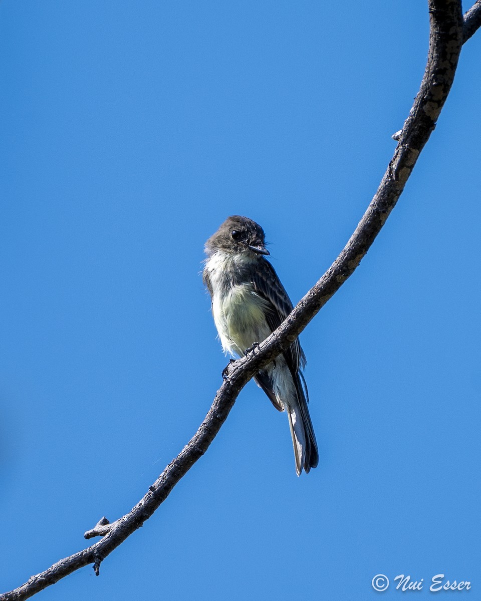 Eastern Phoebe - ML623811418