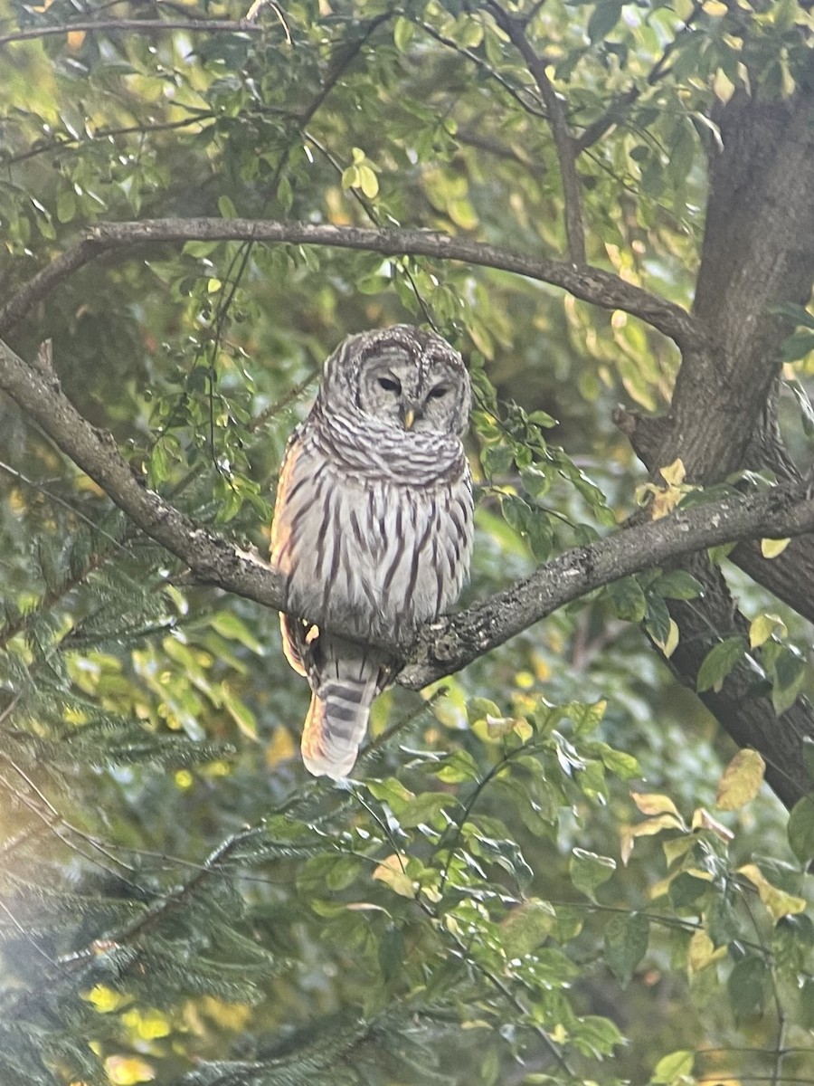 Barred Owl - ML623811422