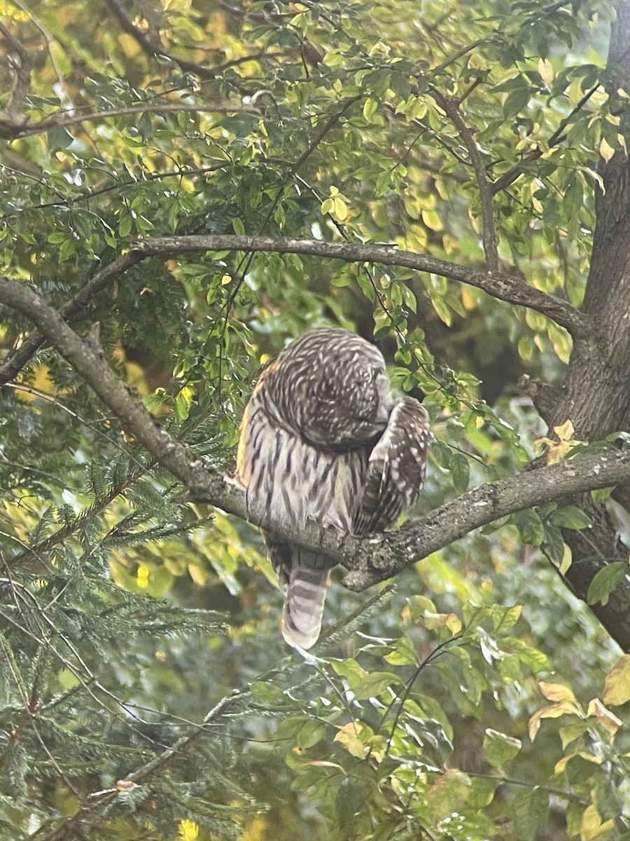 Barred Owl - ML623811423