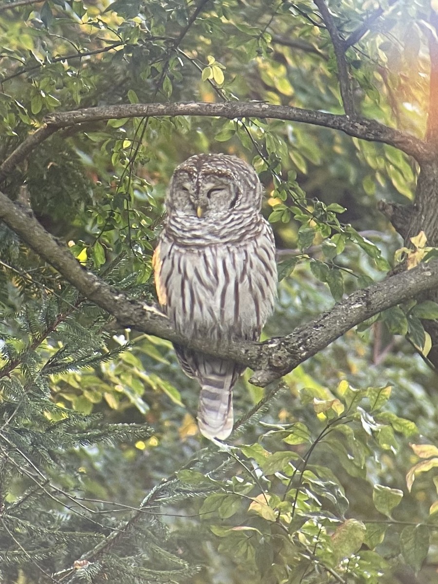 Barred Owl - ML623811424