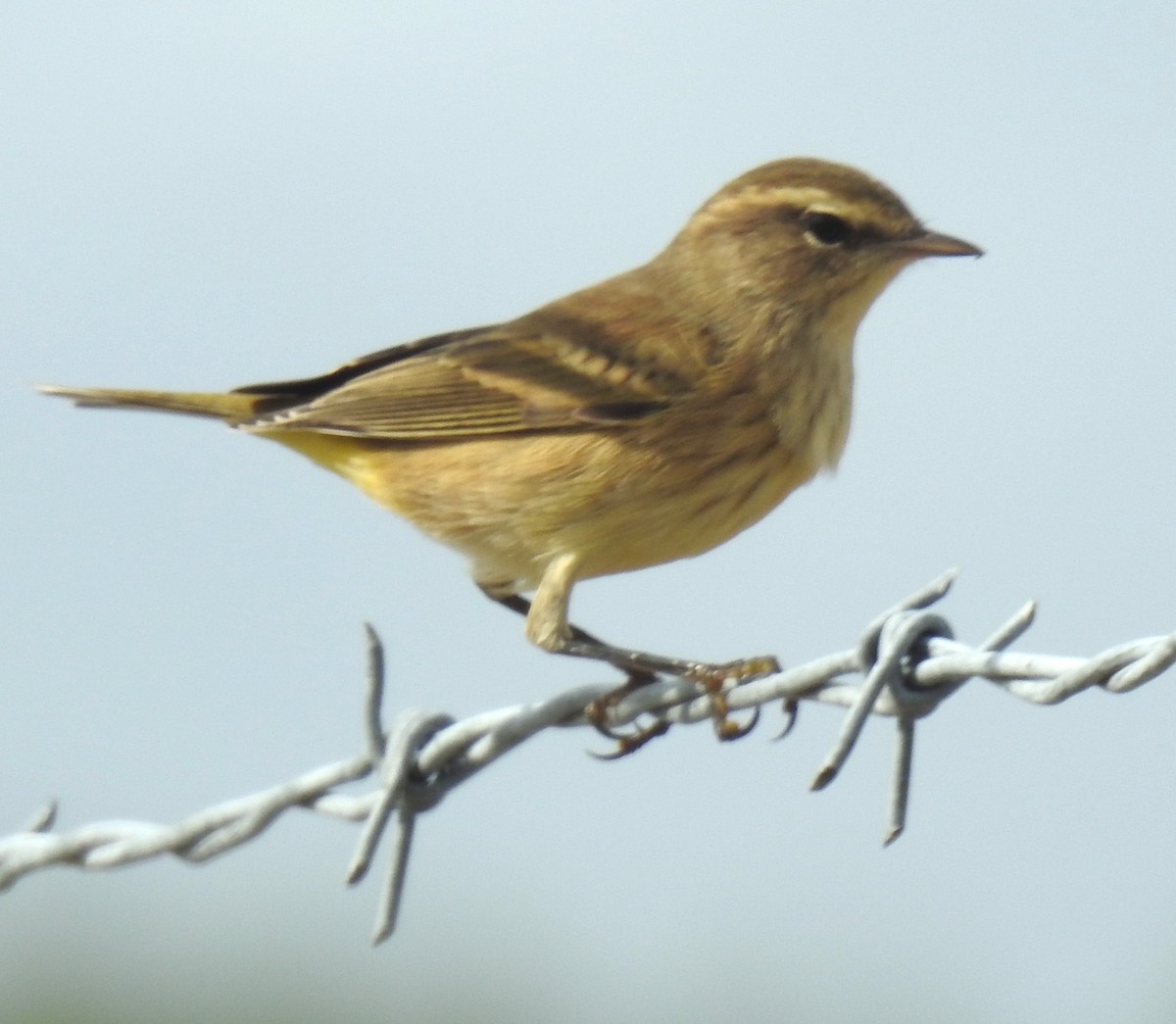 Palm Warbler - ML623811443