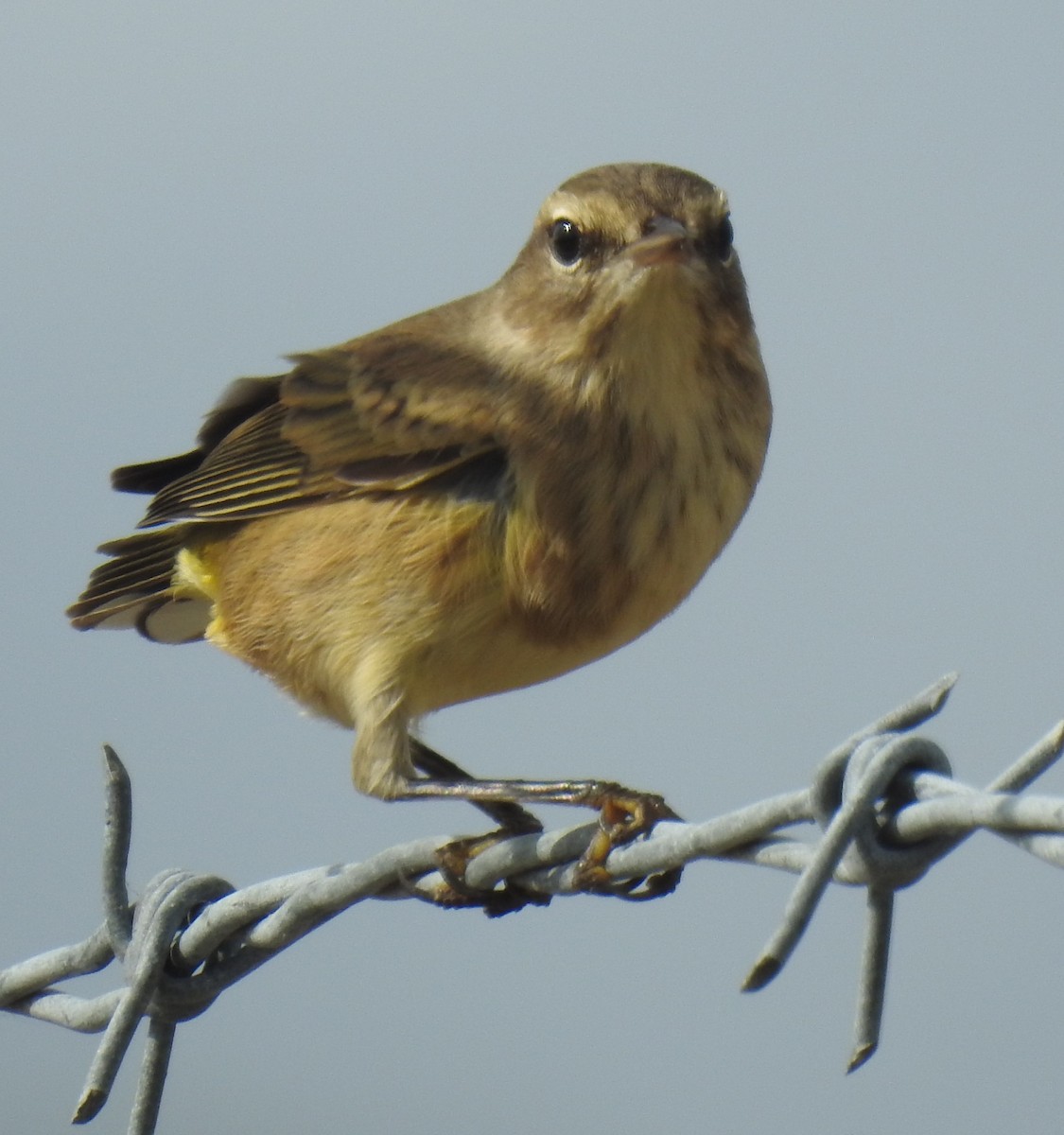 Palm Warbler - ML623811447