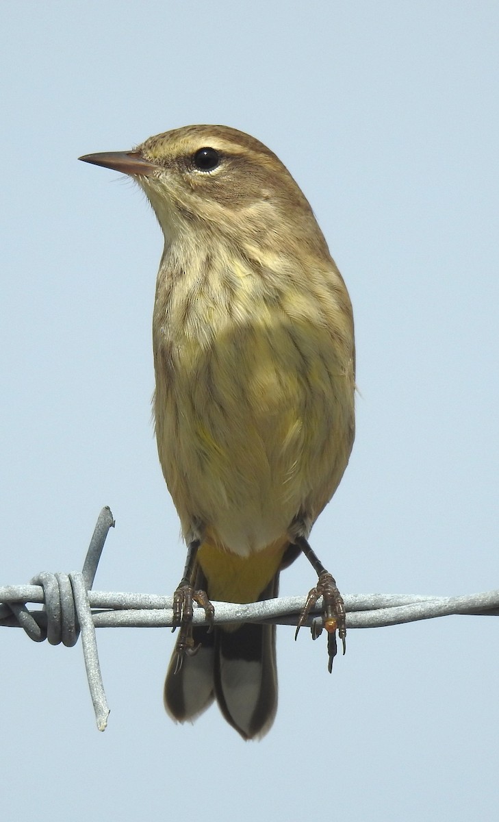 Palm Warbler - ML623811451