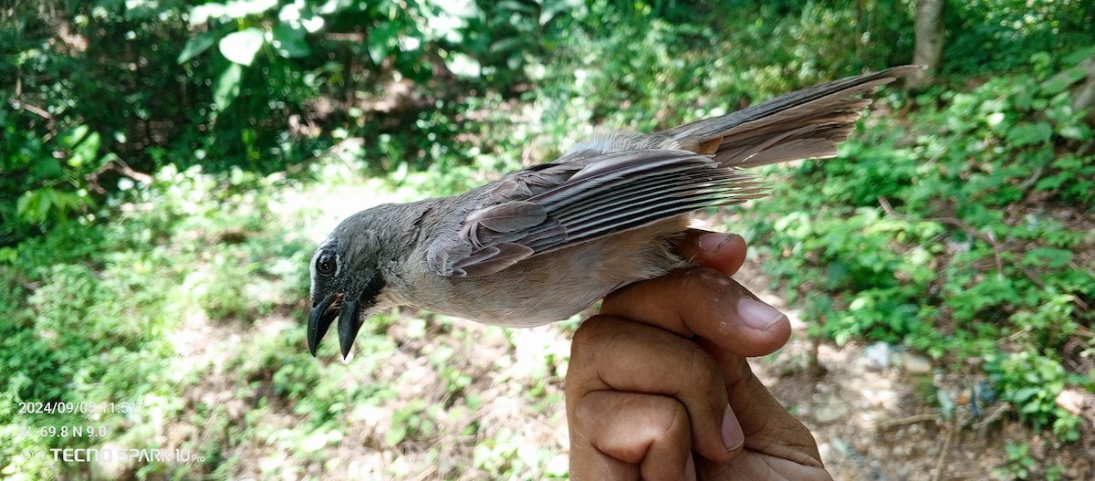 Buff-throated Saltator - ML623811494