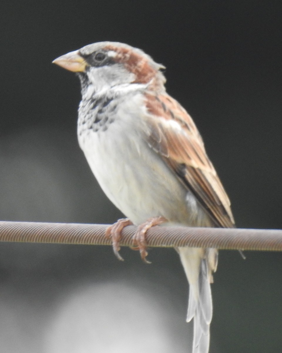 House Sparrow - ML623811504