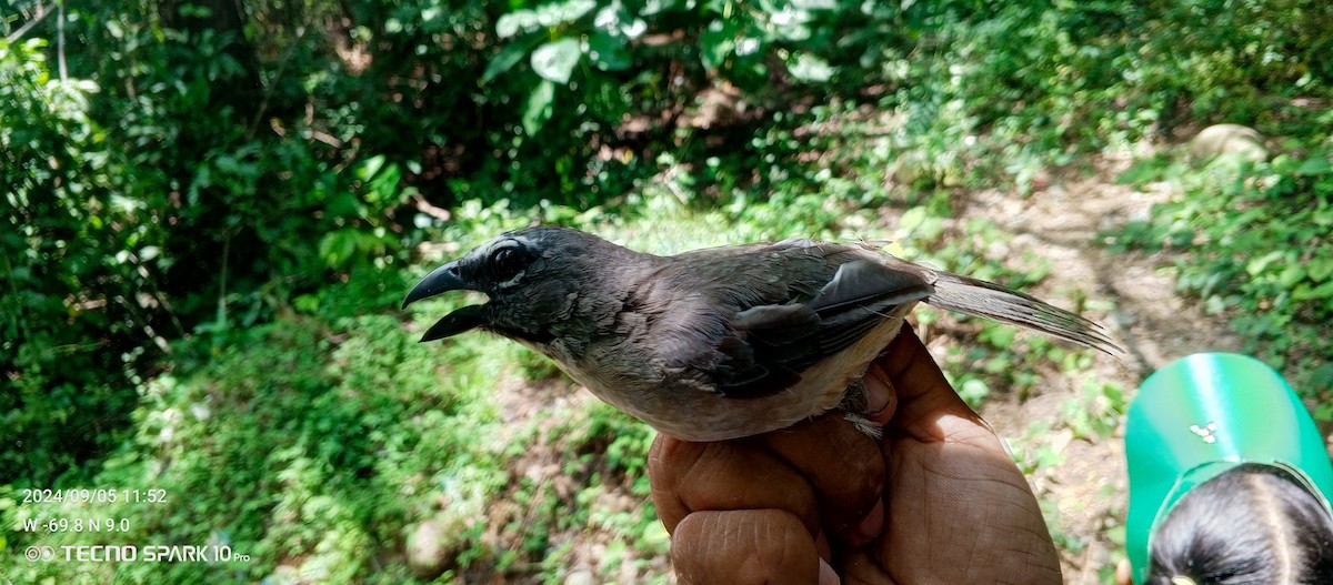 Buff-throated Saltator - ML623811511