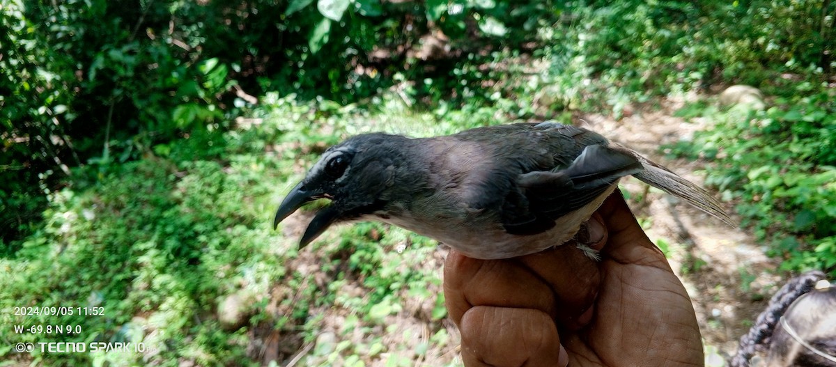 Buff-throated Saltator - ML623811512