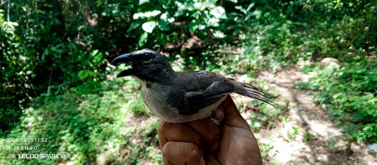 Buff-throated Saltator - ML623811514