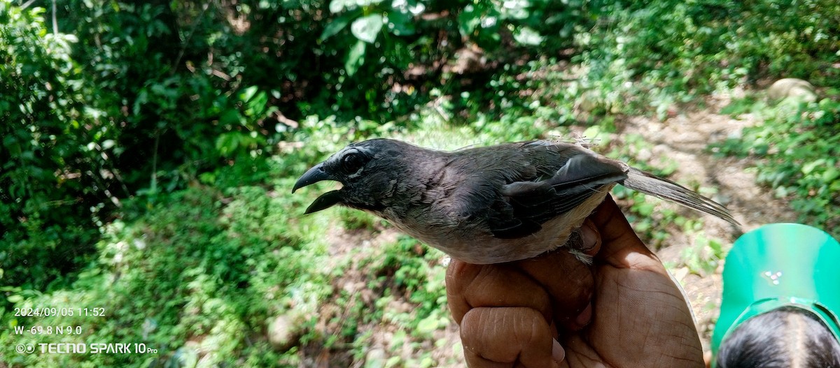 Buff-throated Saltator - ML623811515