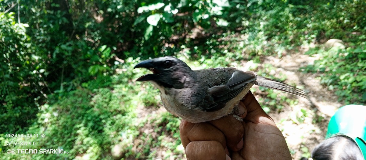 Buff-throated Saltator - ML623811519