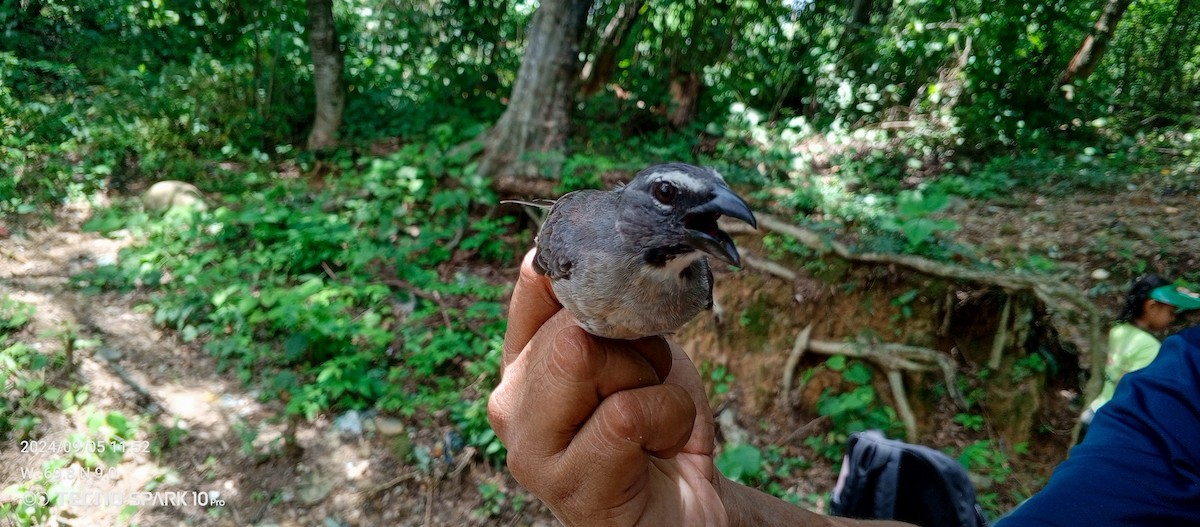 Buff-throated Saltator - Luis Mieres Bastidas