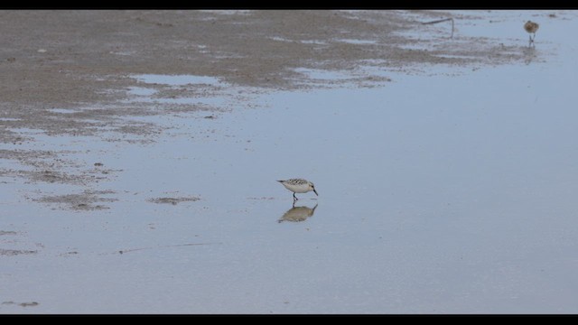 Bécasseau sanderling - ML623811589