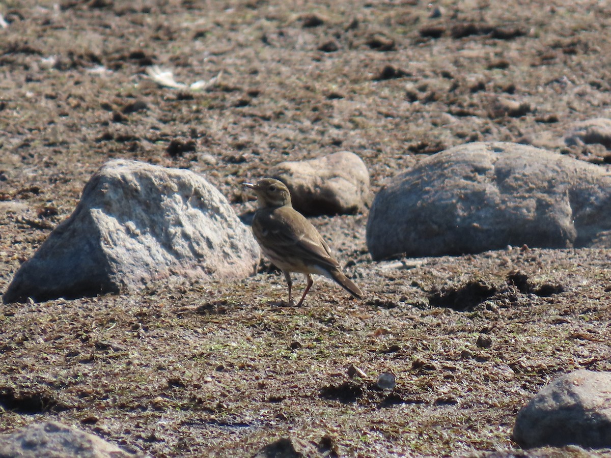 American Pipit - Chris Floyd